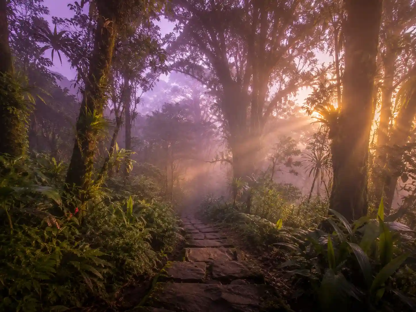 Sendero en la naturaleza para meditación y calma espiritual